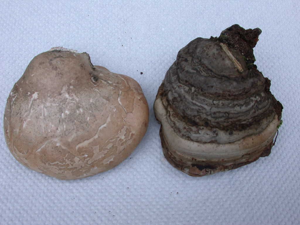 Fomes fomentarius - Sta nascendo un ...???  QUIZ